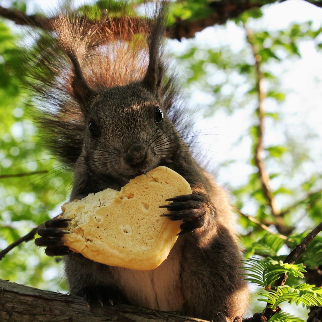  Белка с печеньем