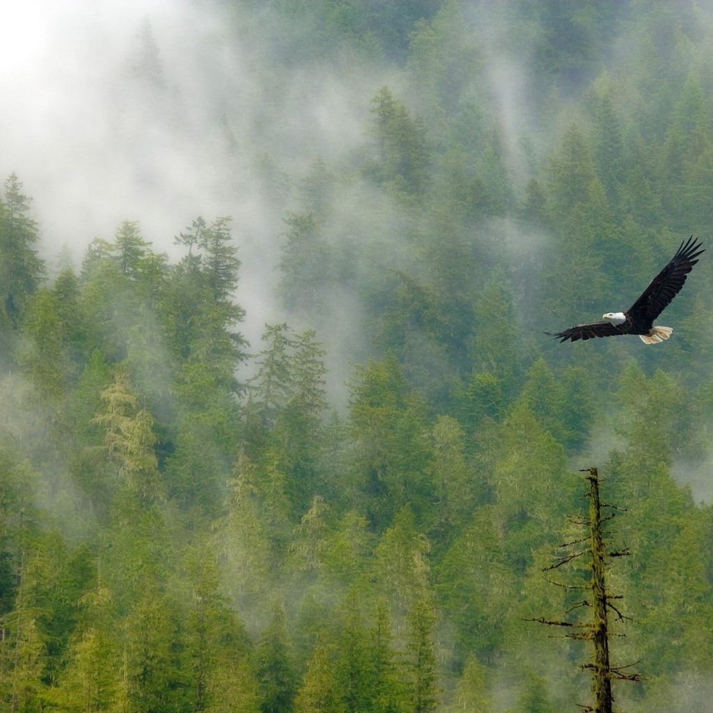 Орел парит над лесом