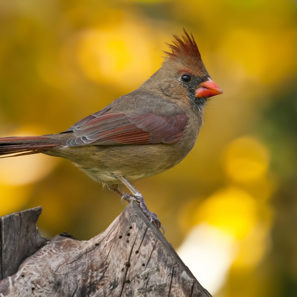 Птица Кардинал на пне