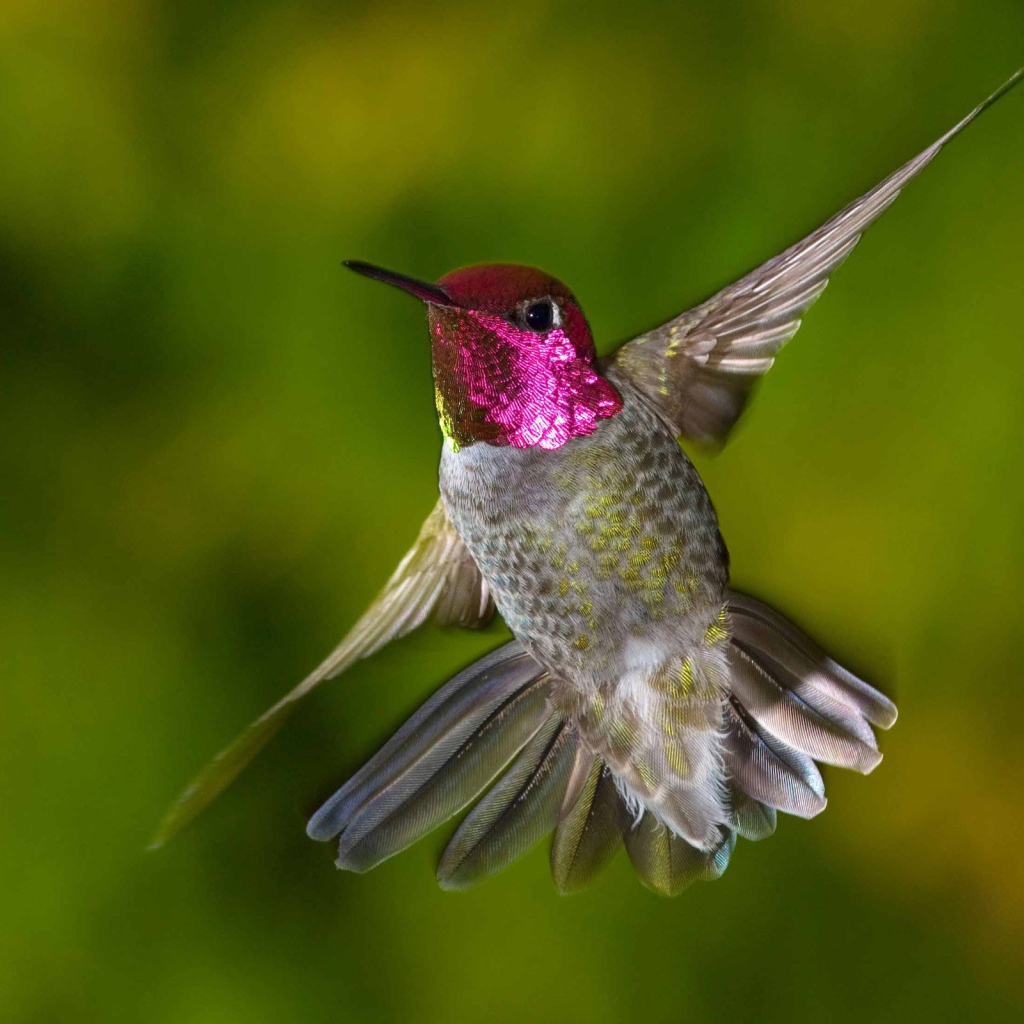 Птица Колибри с красной головой