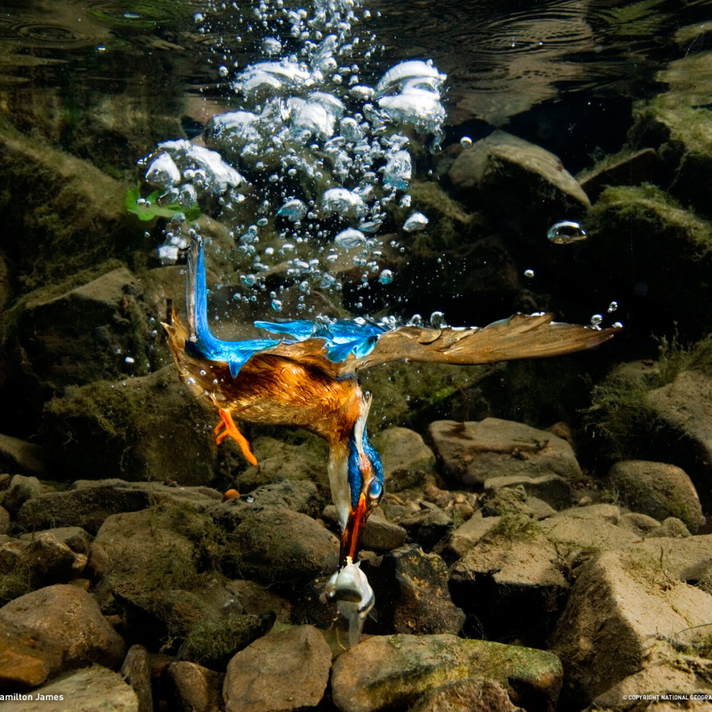 Птица нырнула в воду