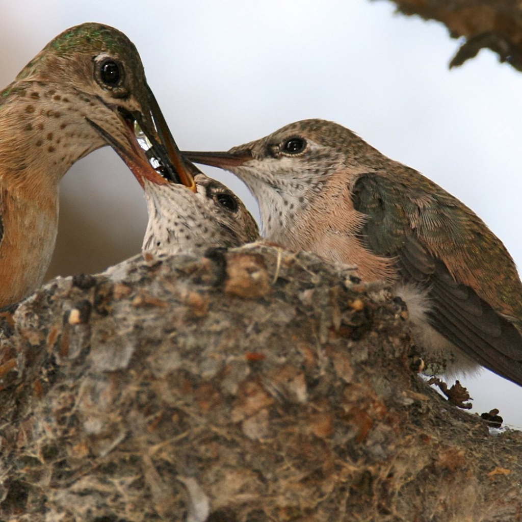 Птица кормит своих птенцов