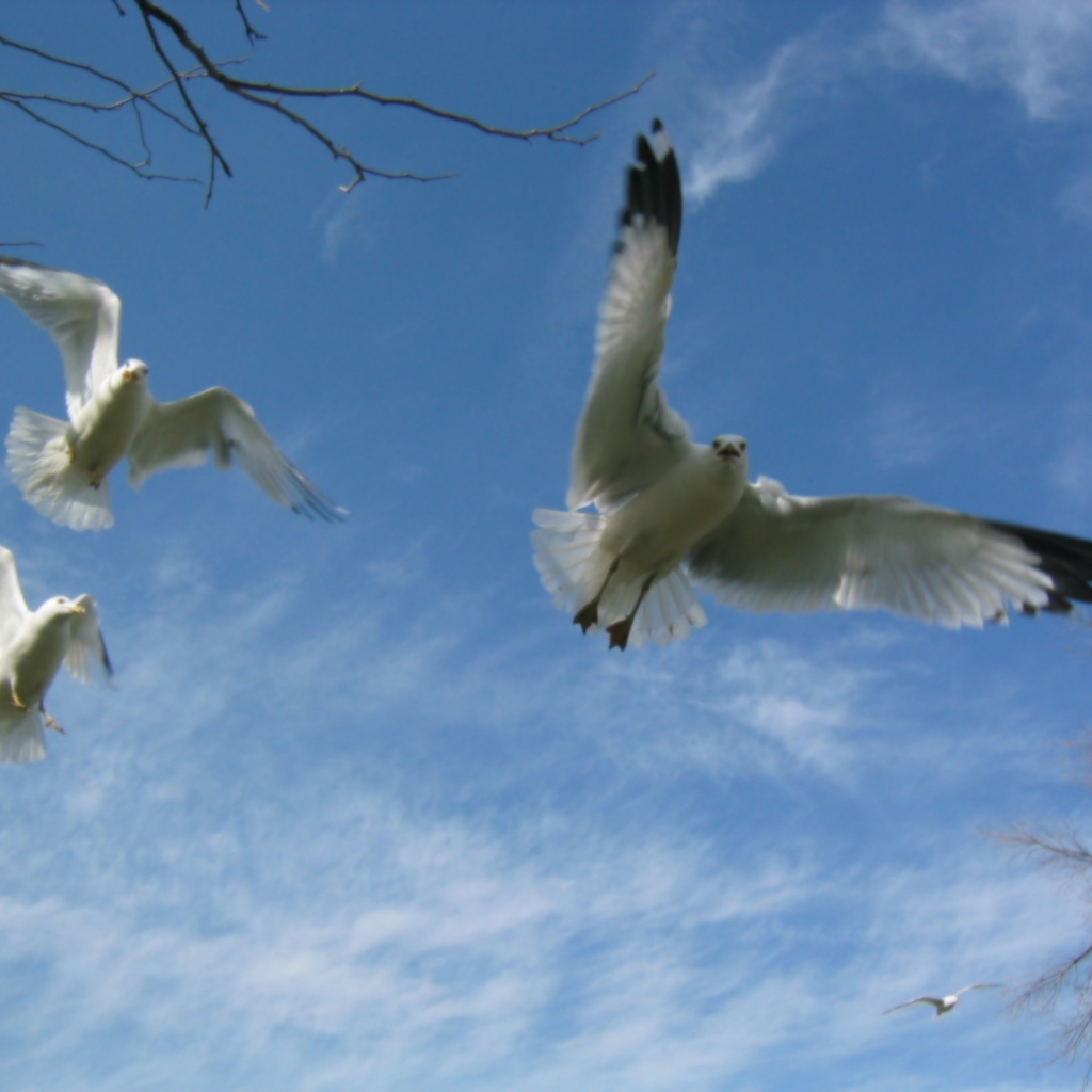 Птицы Чайки в полете