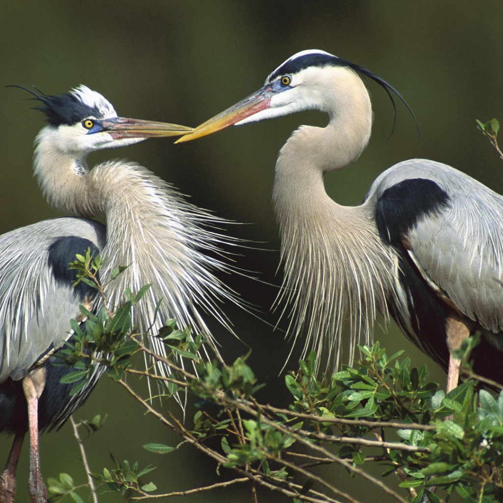 Птицы, цапли
