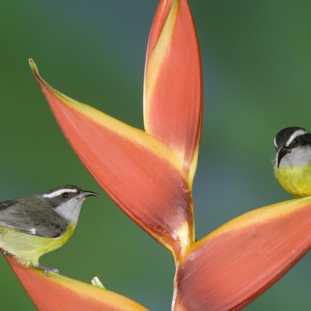 Птицы из Коста Рики