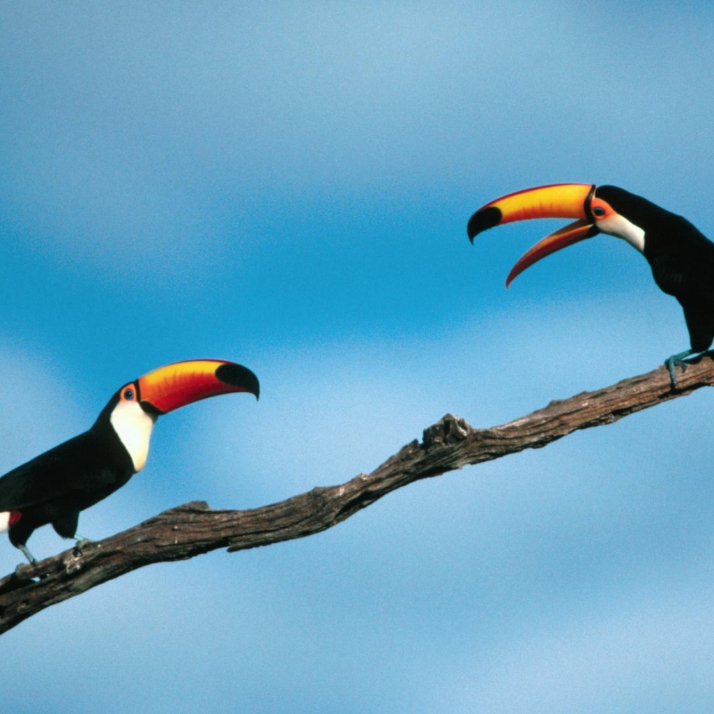 Птицы туканы сидят на ветке