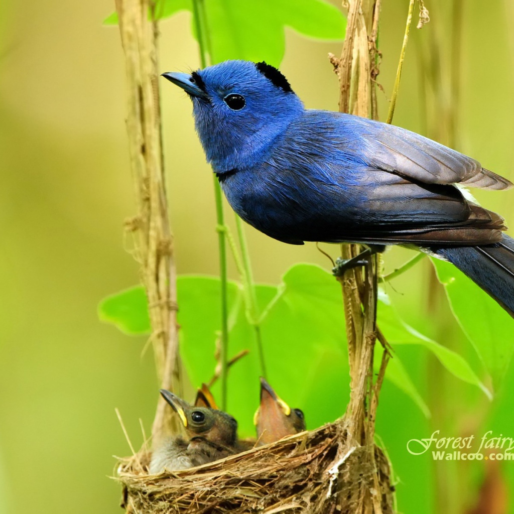 	 Синяя Мухоловка у гнезда