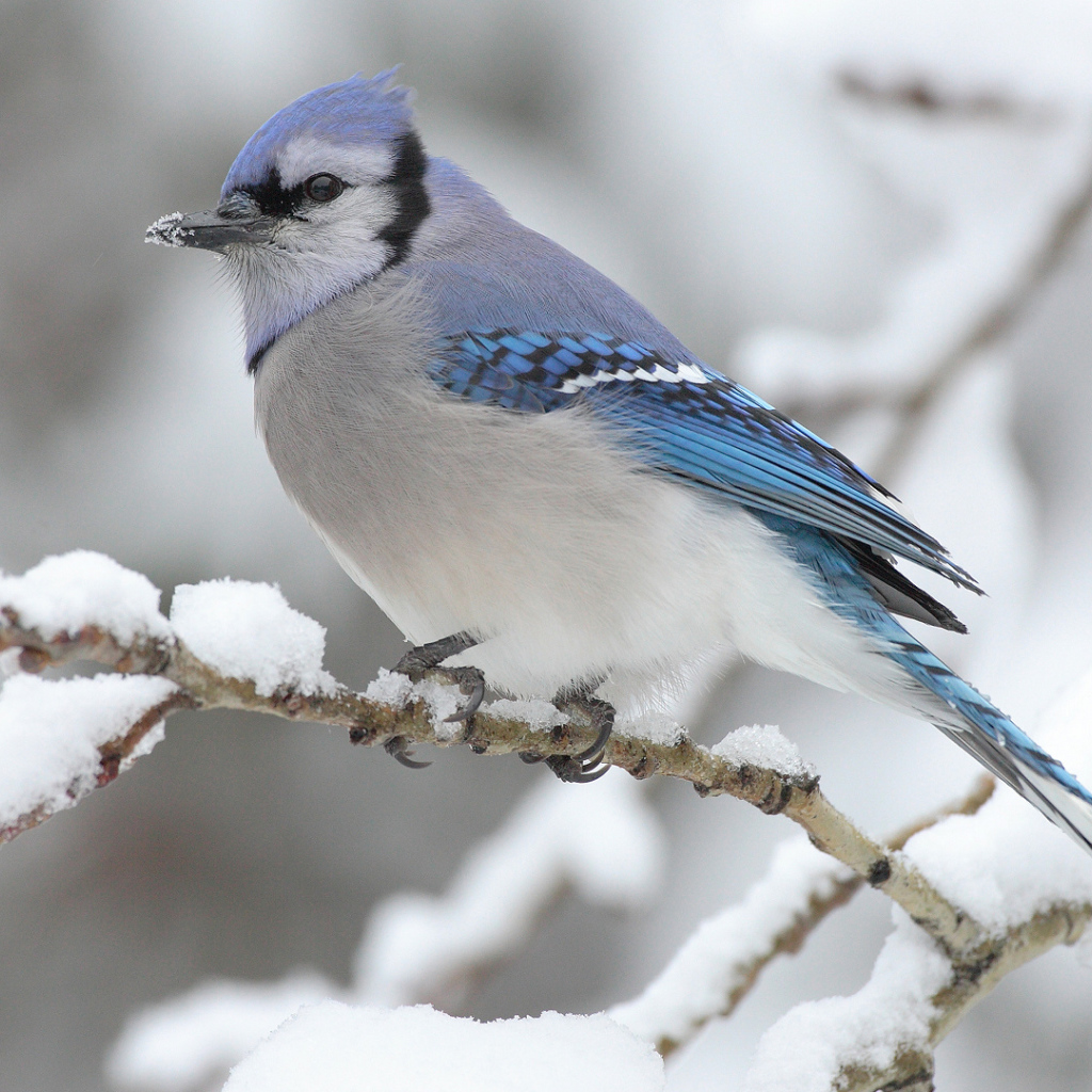 Голубая сойка на ветке
