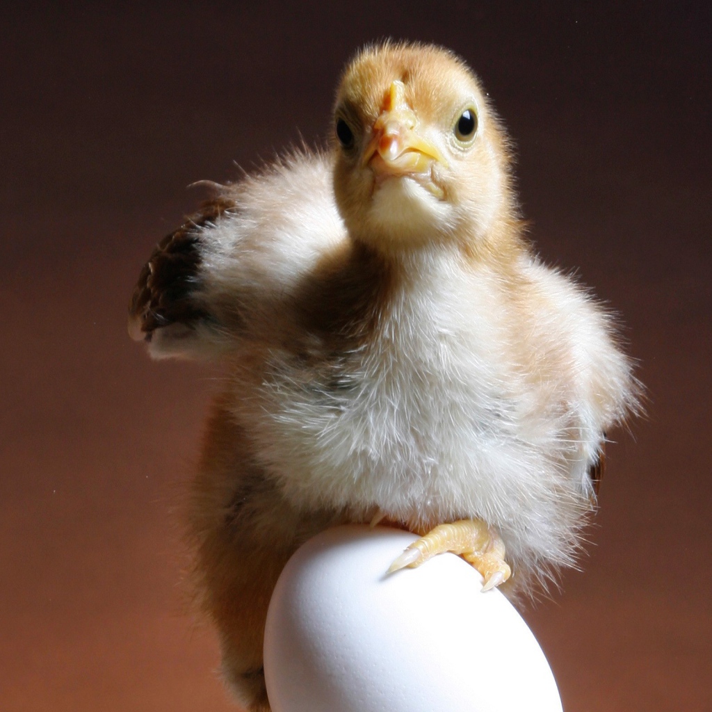 Цыпленок и яйцо