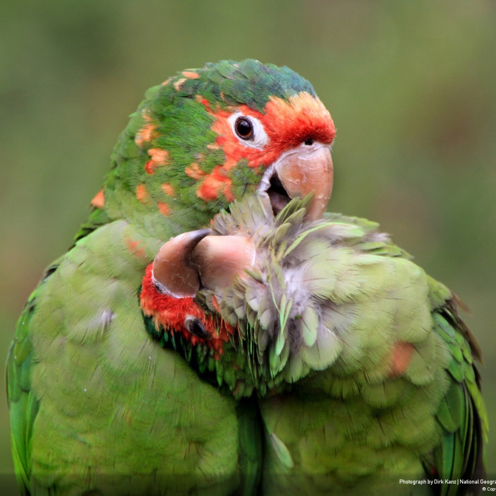 Милая пара попугаев