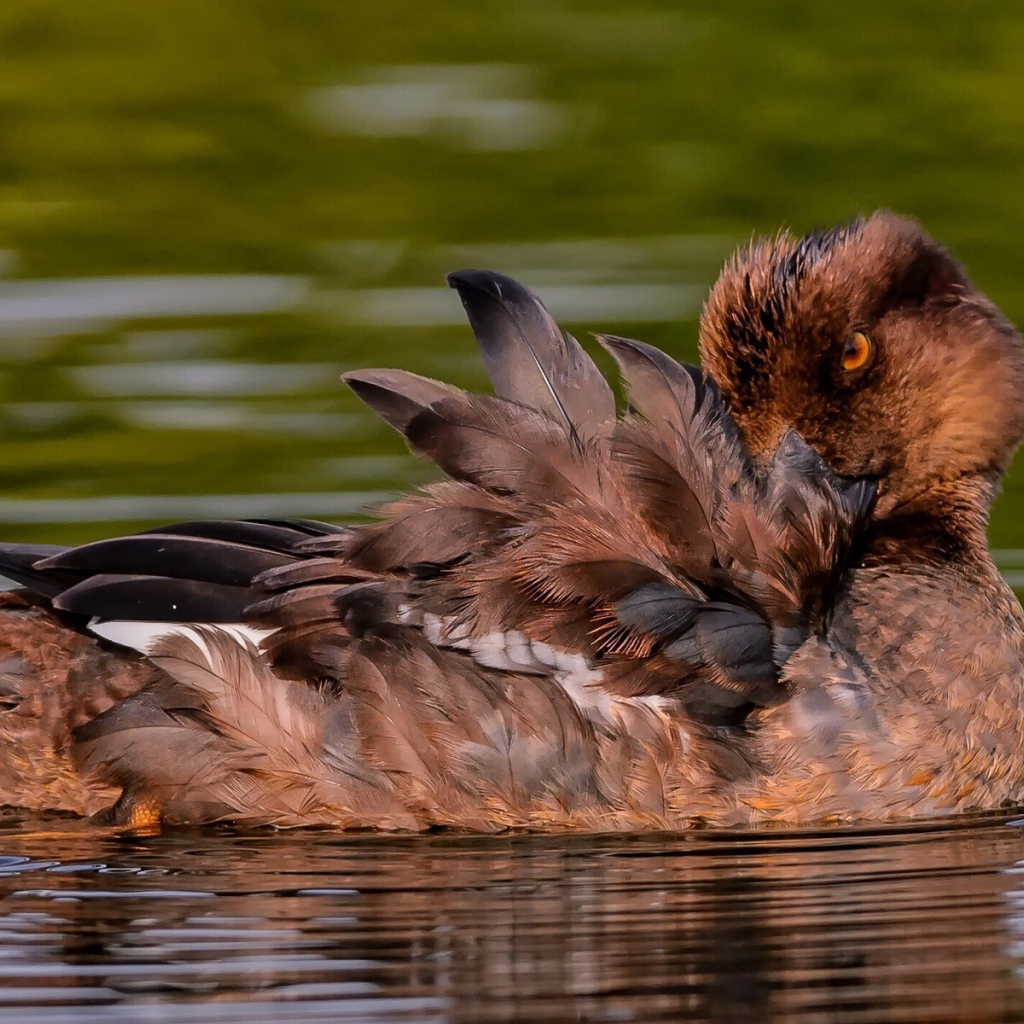 Утка чистит перышки