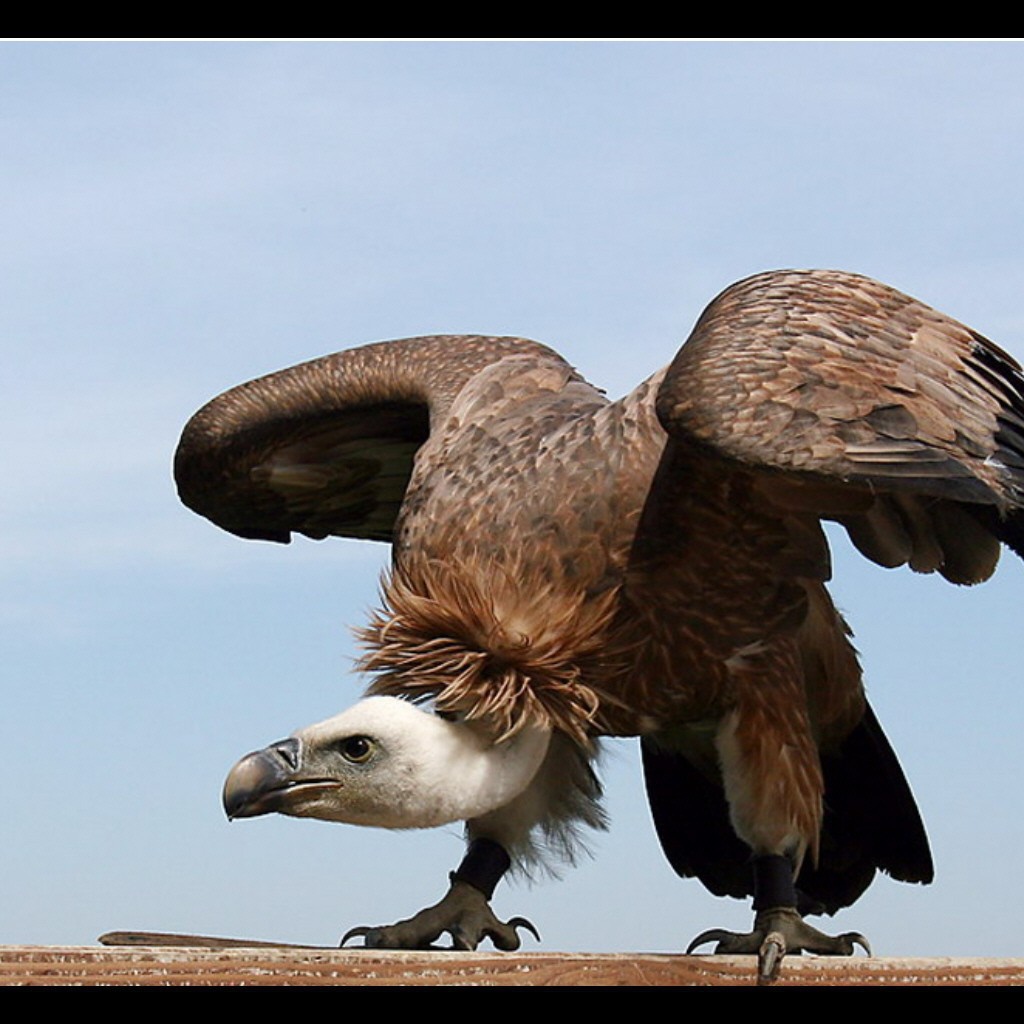 Орел взлетает