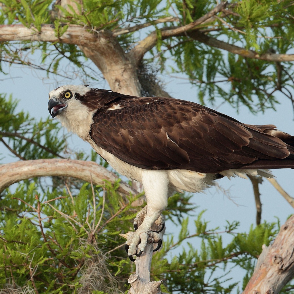 Орел сидит на дереве