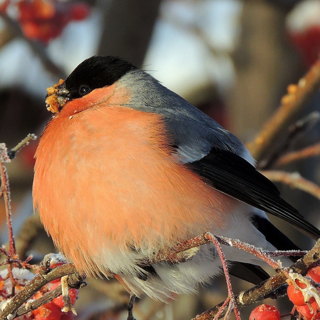 Снегирь ест мерзлую ягоду