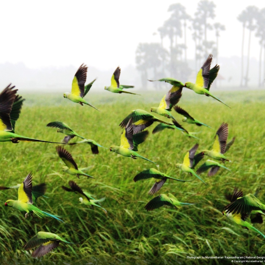 Взлетает стая попугаев