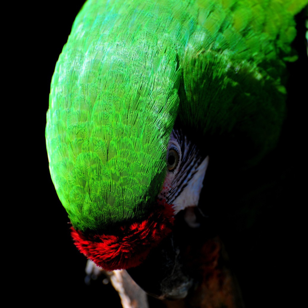 Зеленый Какаду
