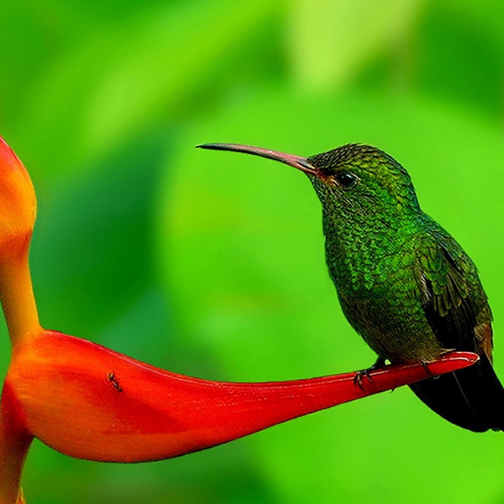 Колибри на цветке