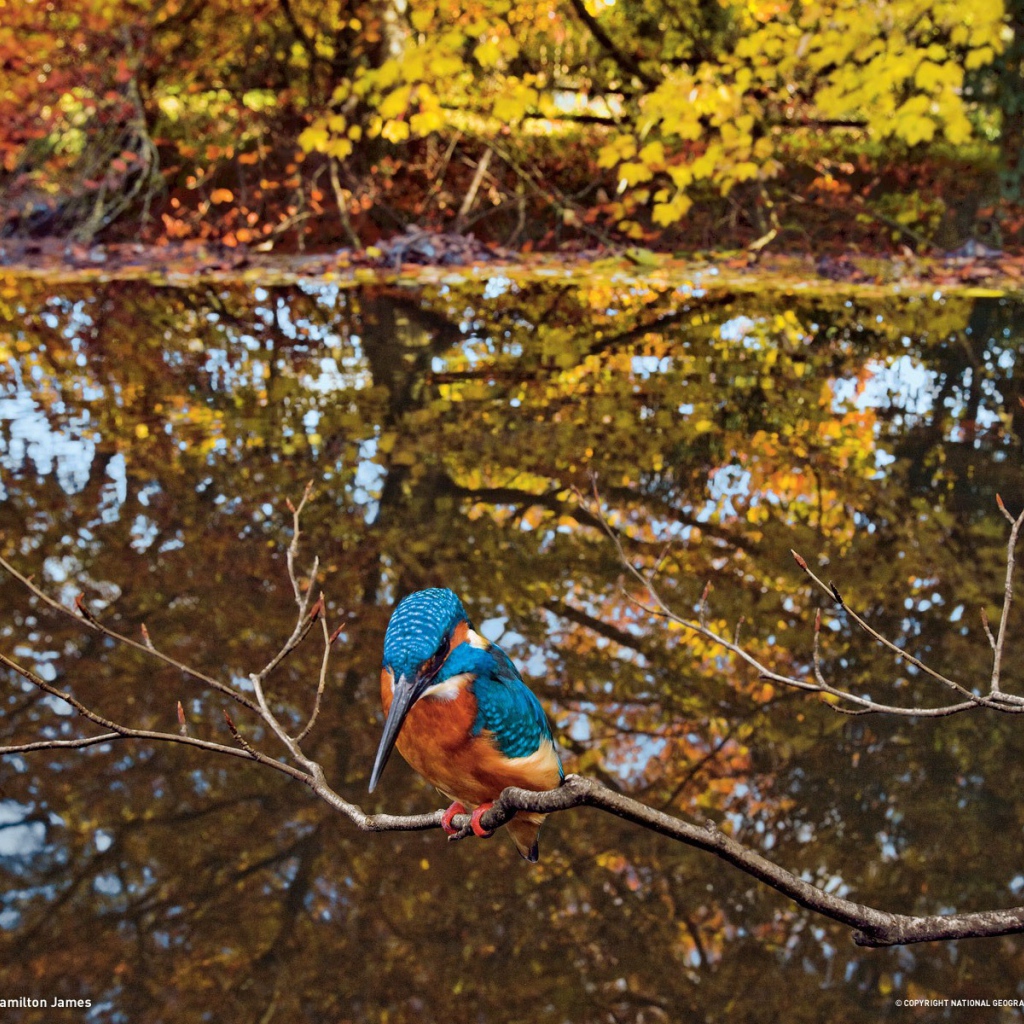 Зимородок сидит на ветке