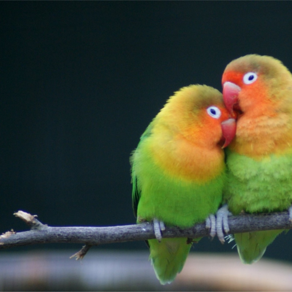 Любовь на ветке