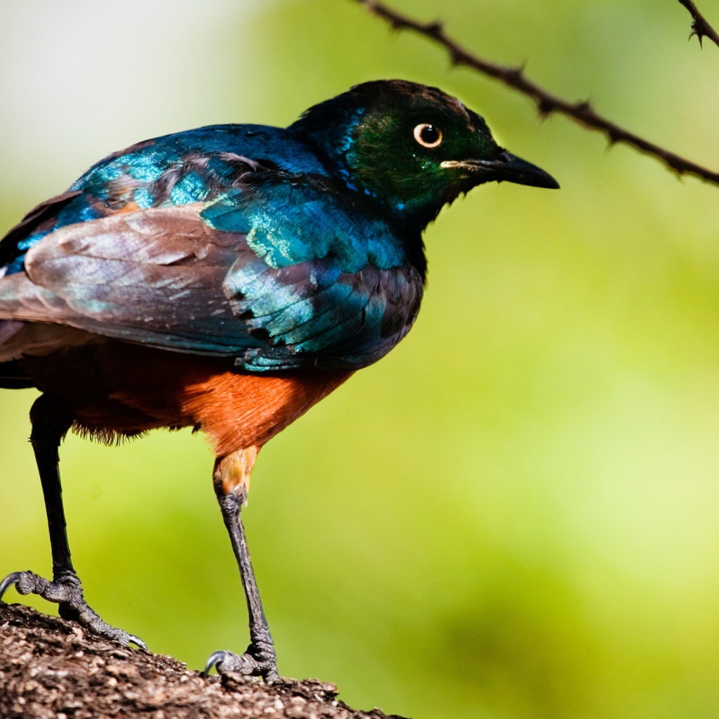 Перламутровая птица