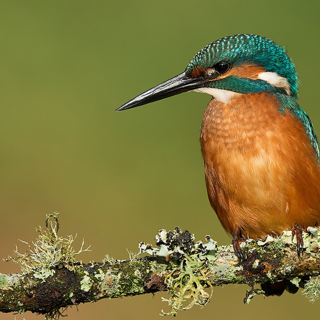 Птичка с большим клювом