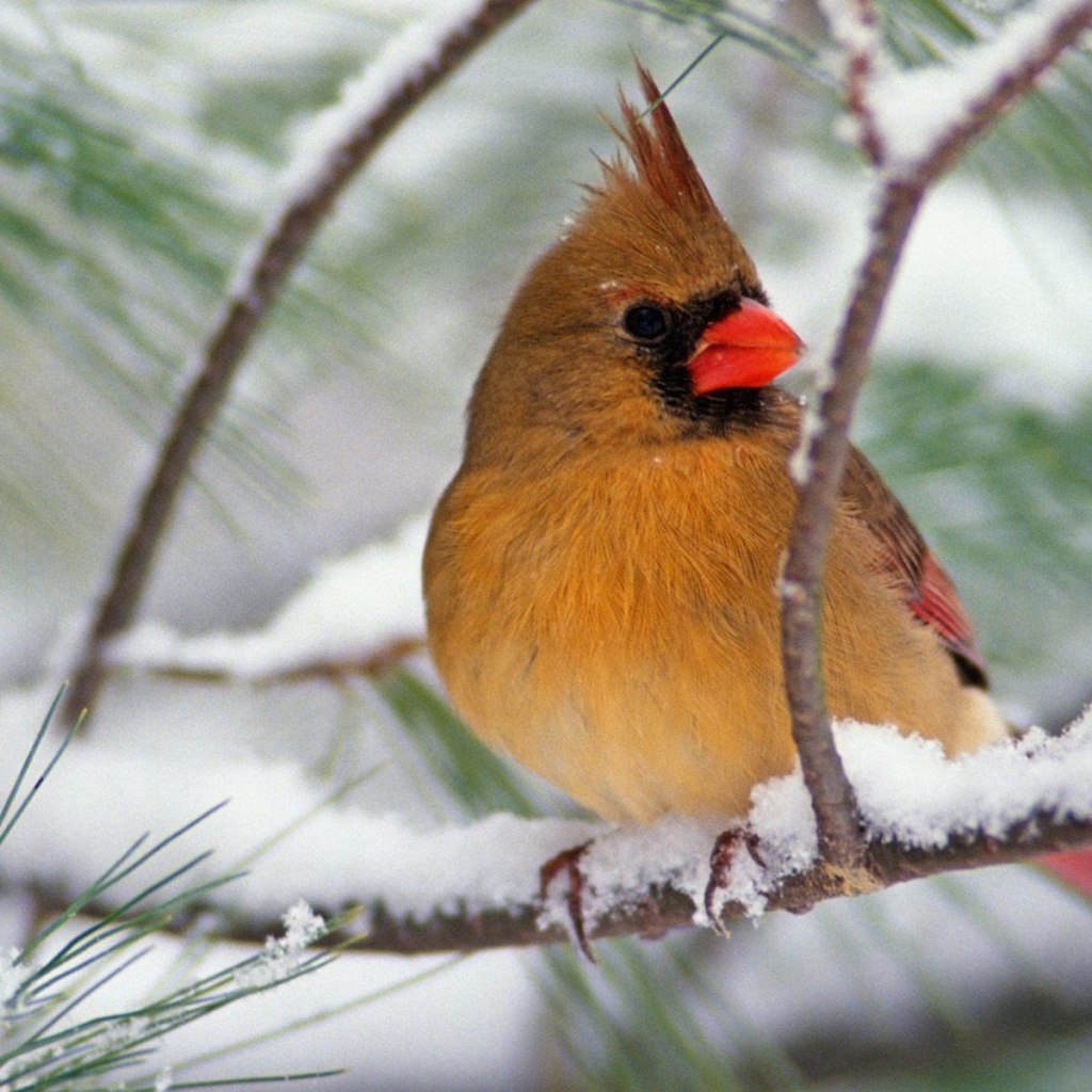 Северная птичка