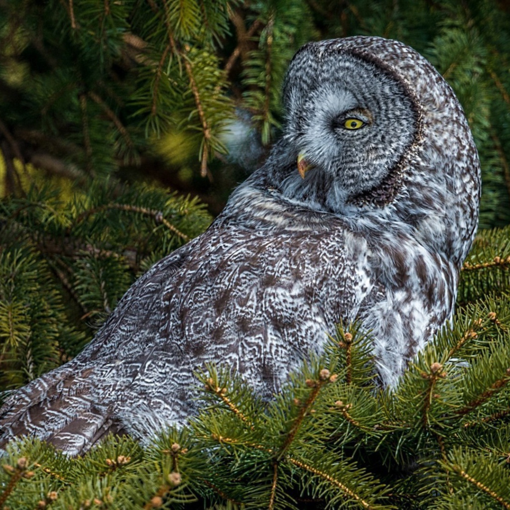 Сова сидит на дереве
