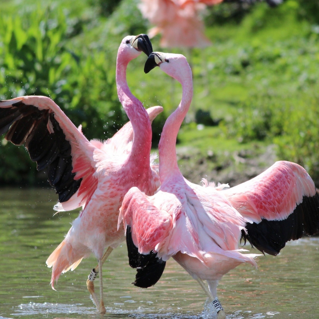 Pink Flamingo dancing