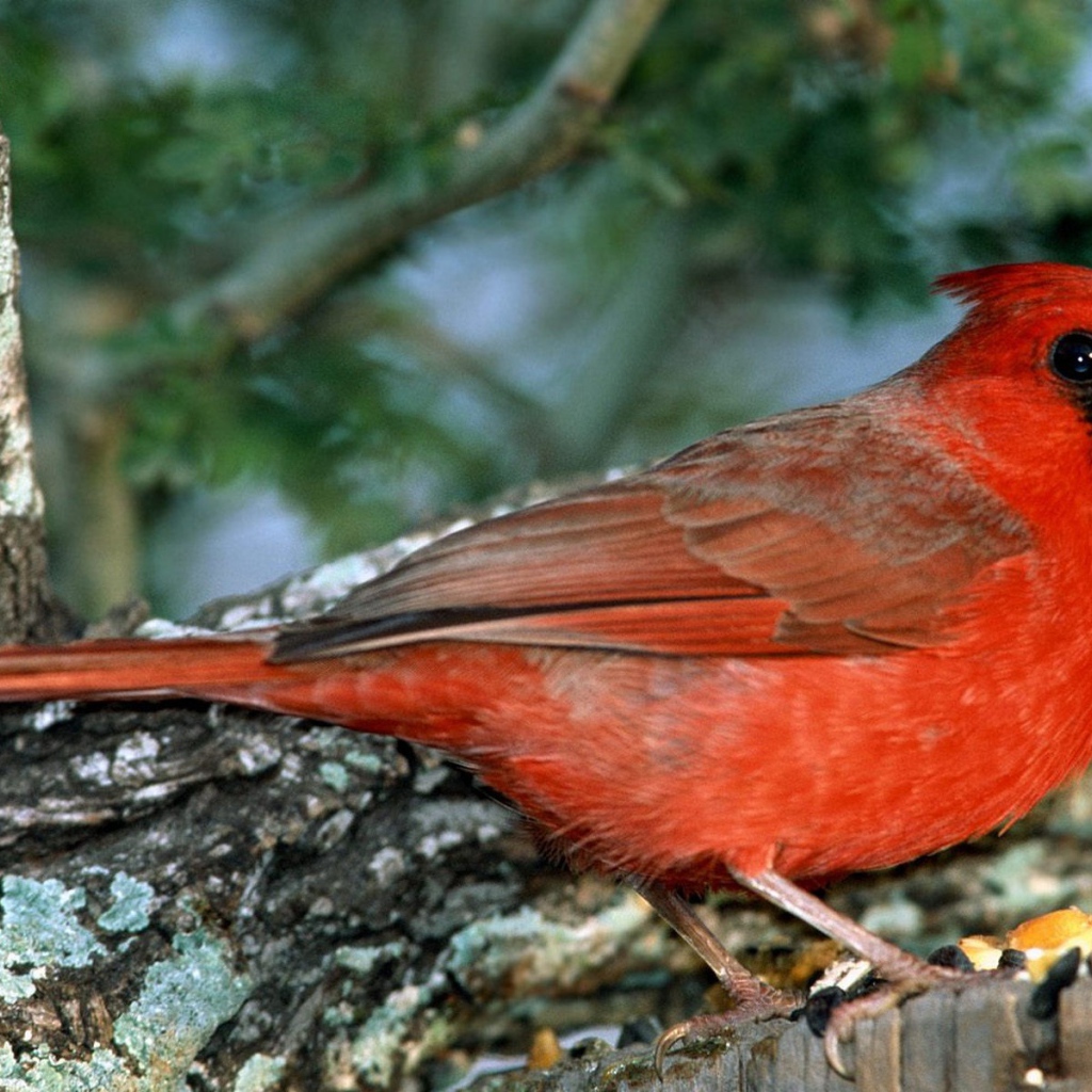 Красно грудая птица