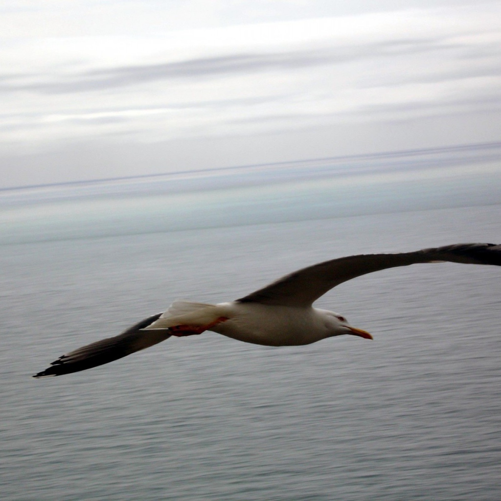 Чайка в полете