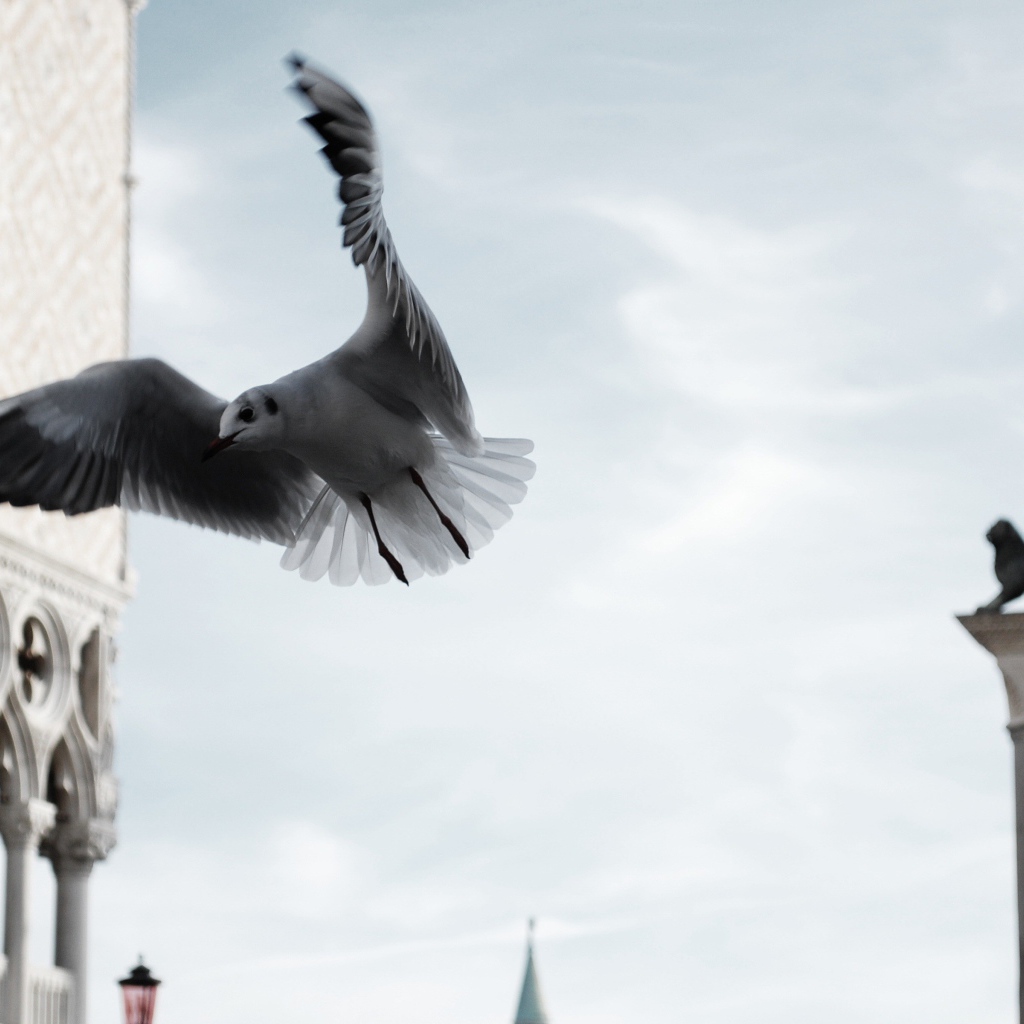 Чайка в полете по городу