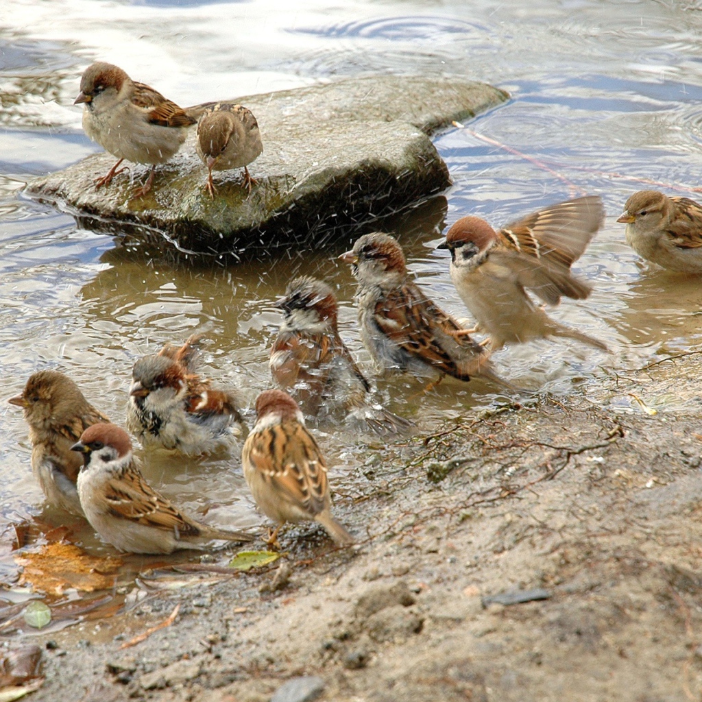 Воробьи купаются