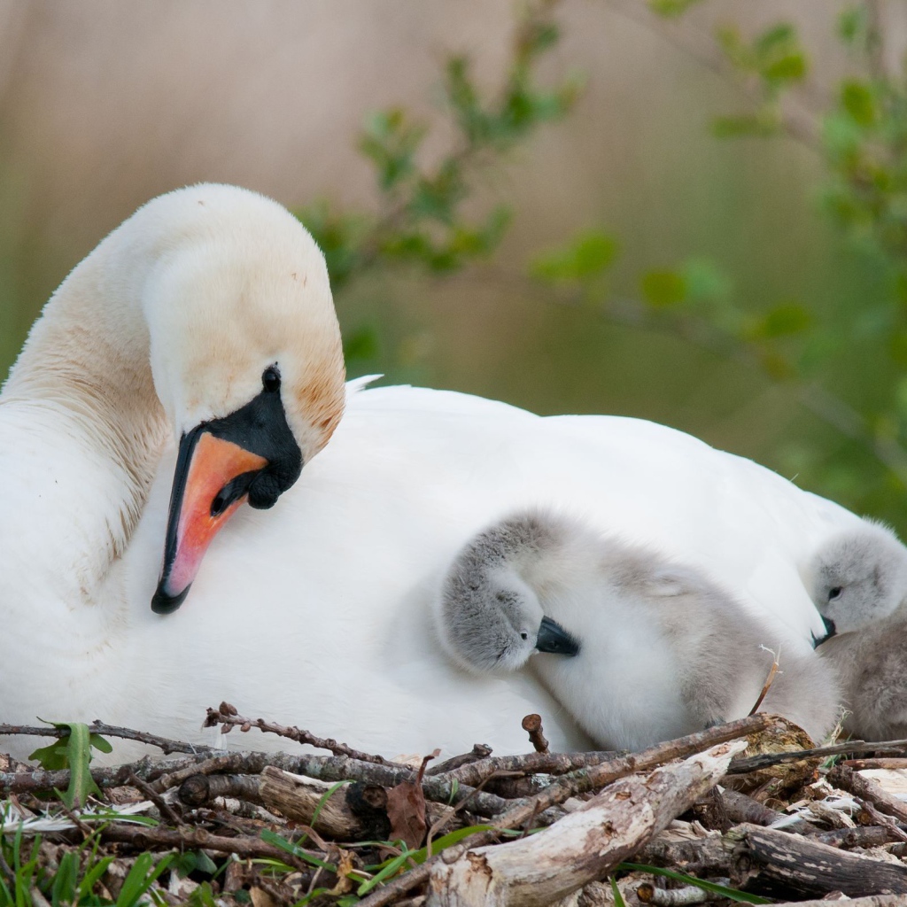Лебедь с птенцами
