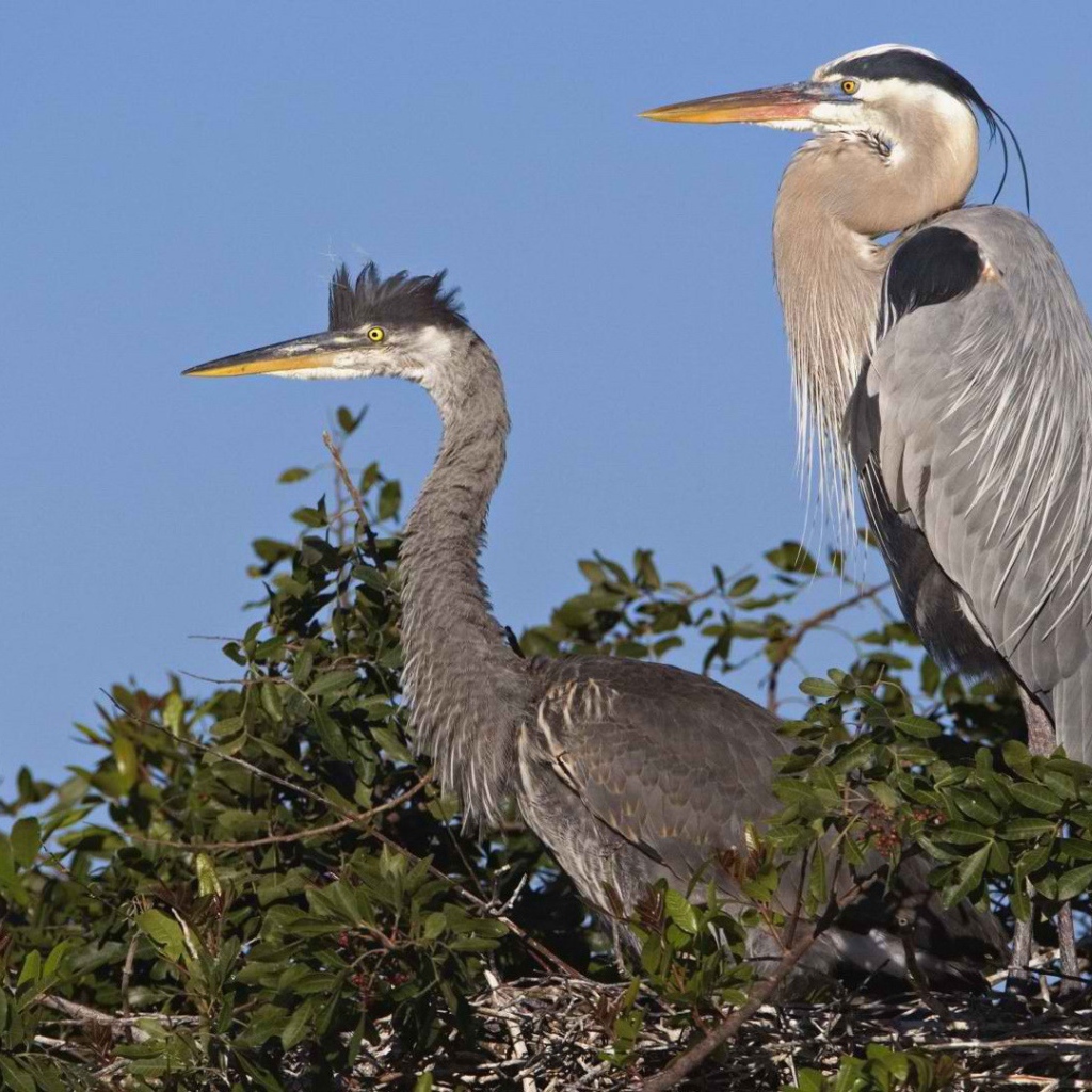 Венецианская цапля на гнезде