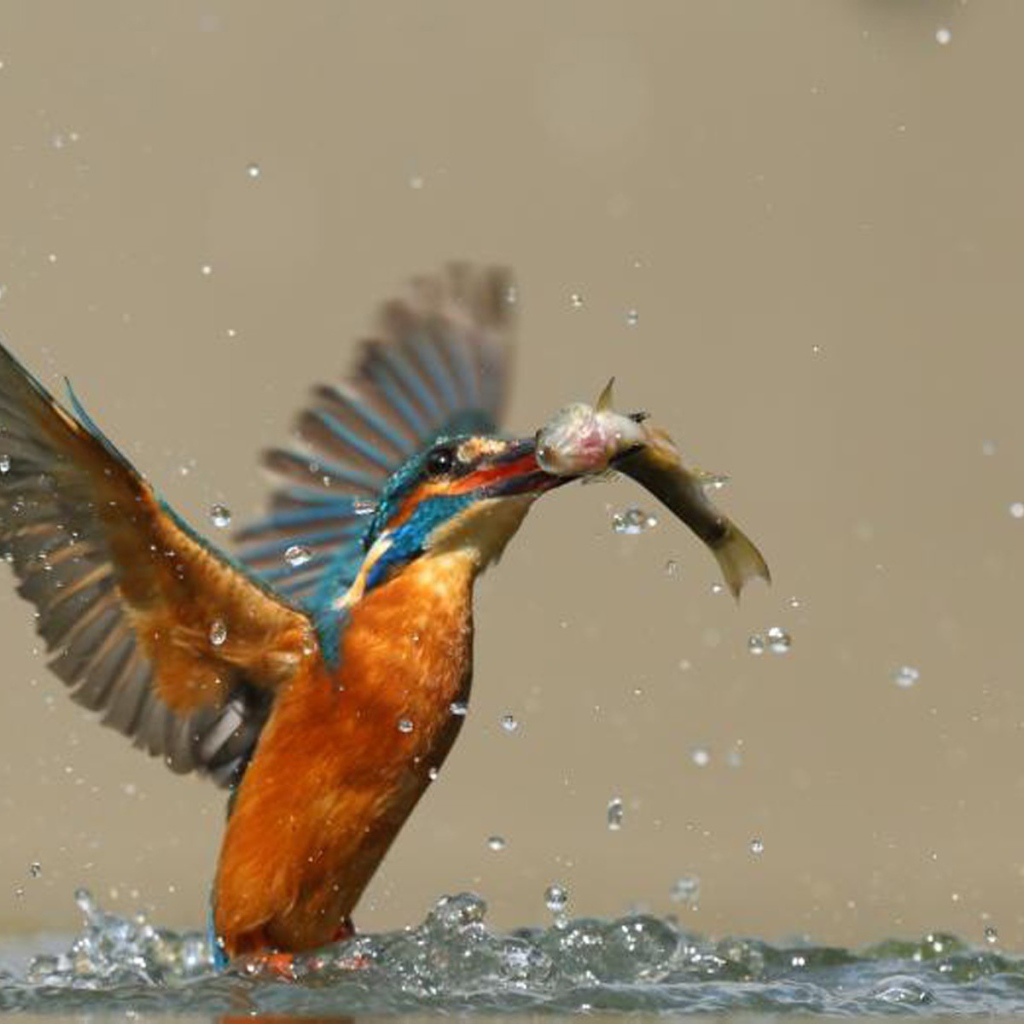 Птица поймала рыбу