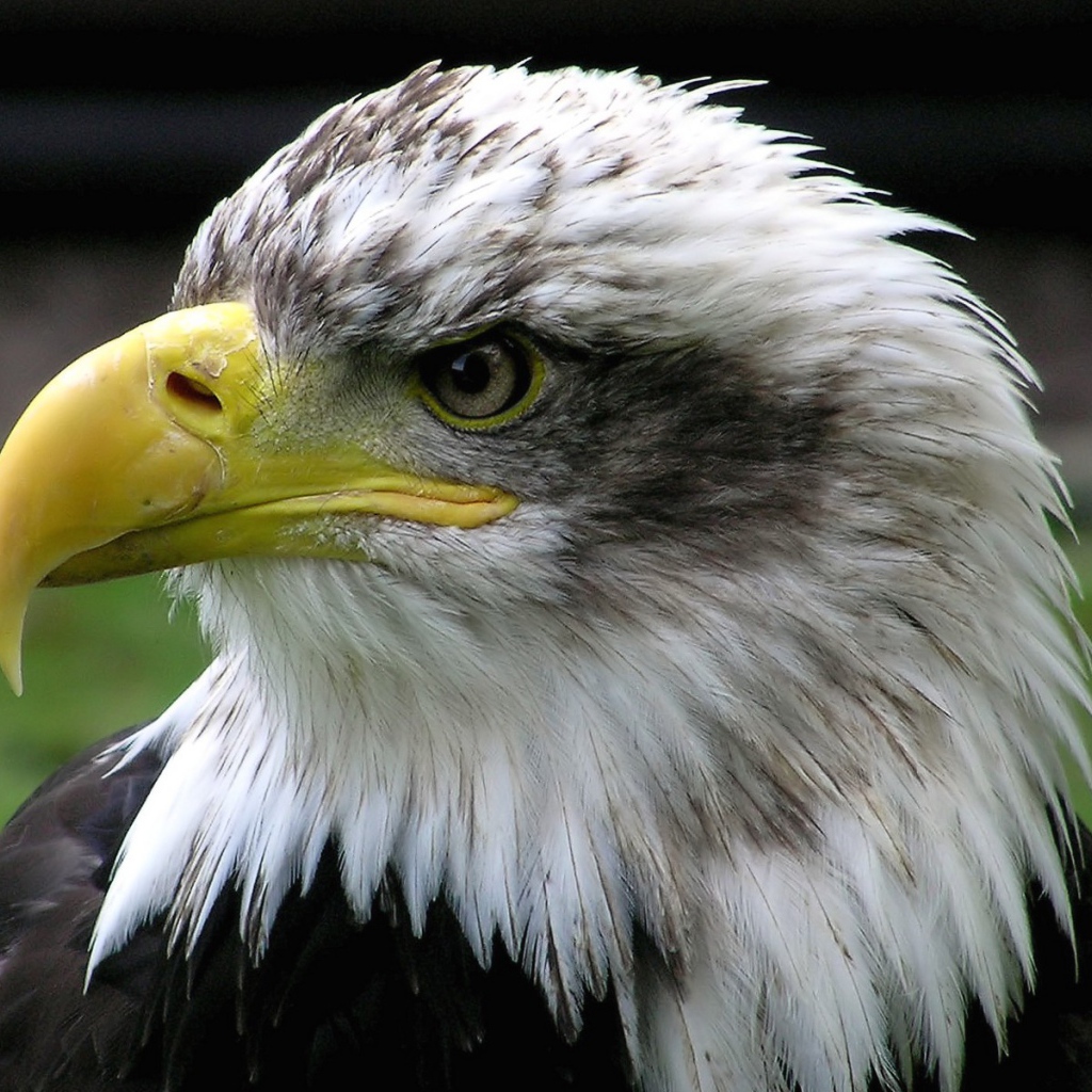 Голова орла