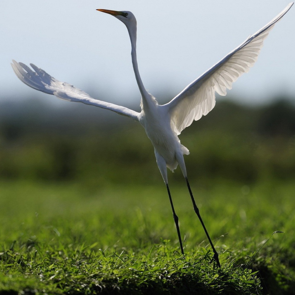 Белый журавль взлетает
