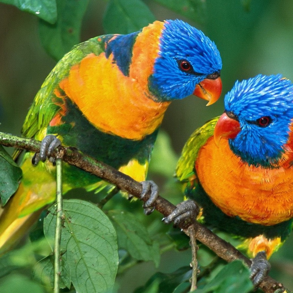 Желто синие попугаи