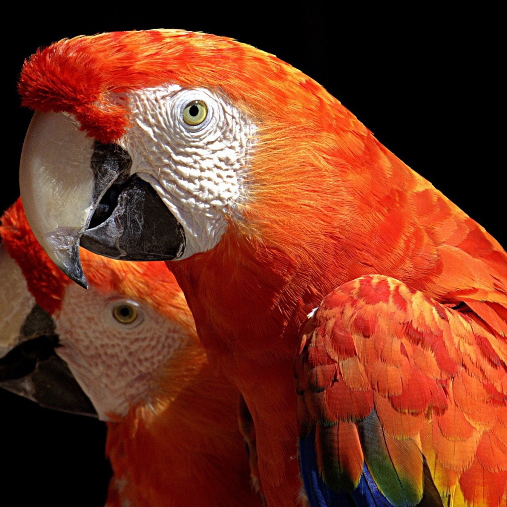 Пара какаду