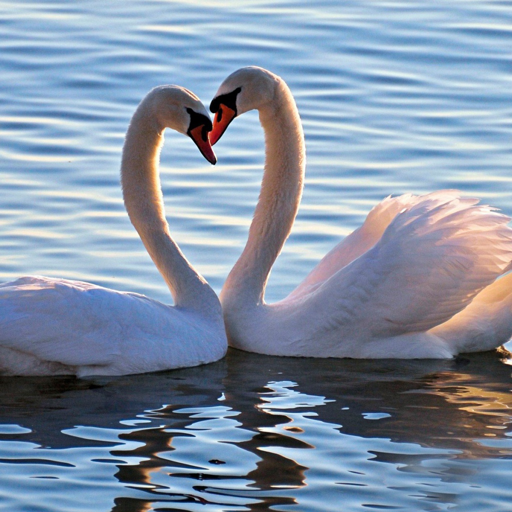 Пара белых лебедей