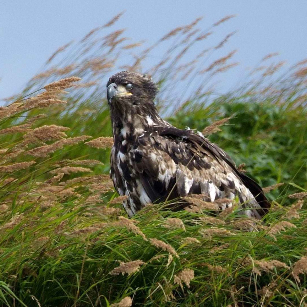 Аляска орел сидит в траве