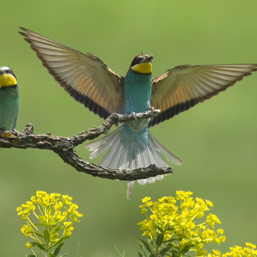 Европейские птицы