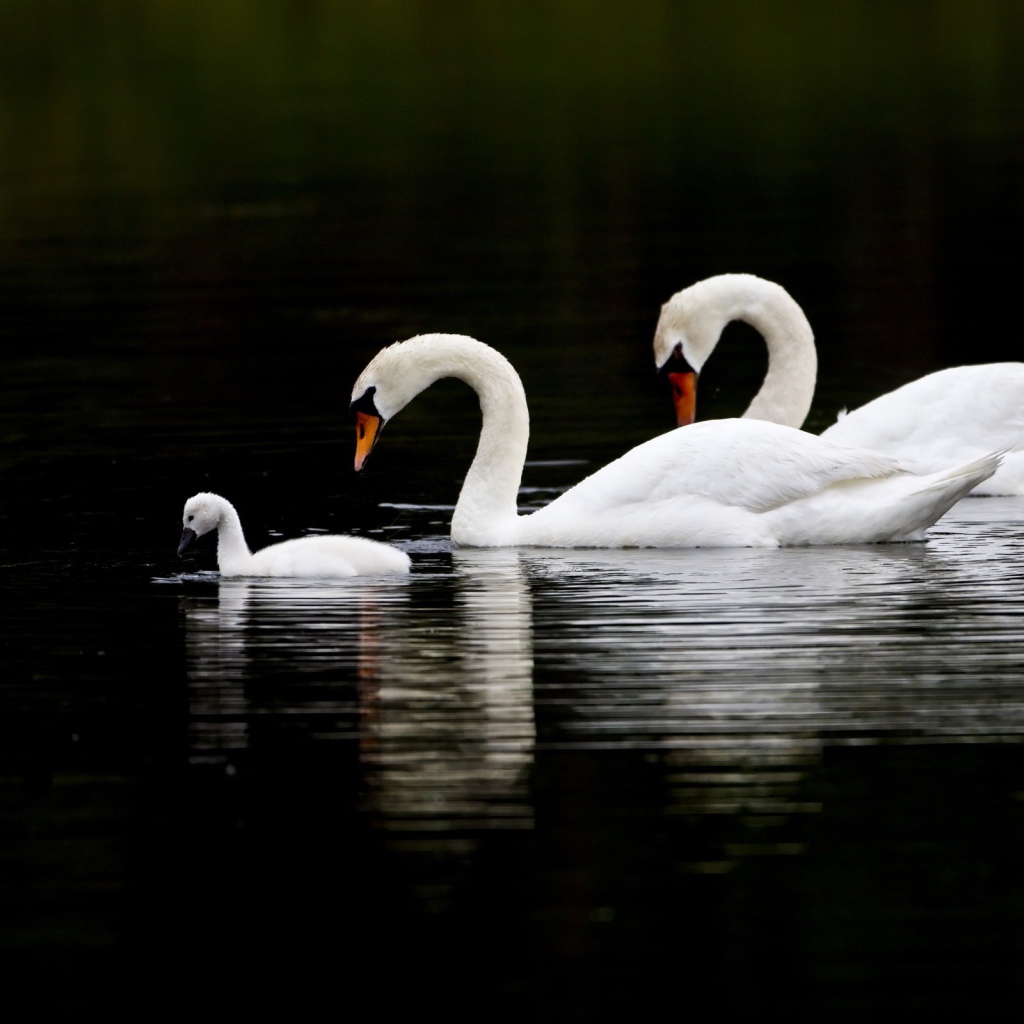 	 Family Swan