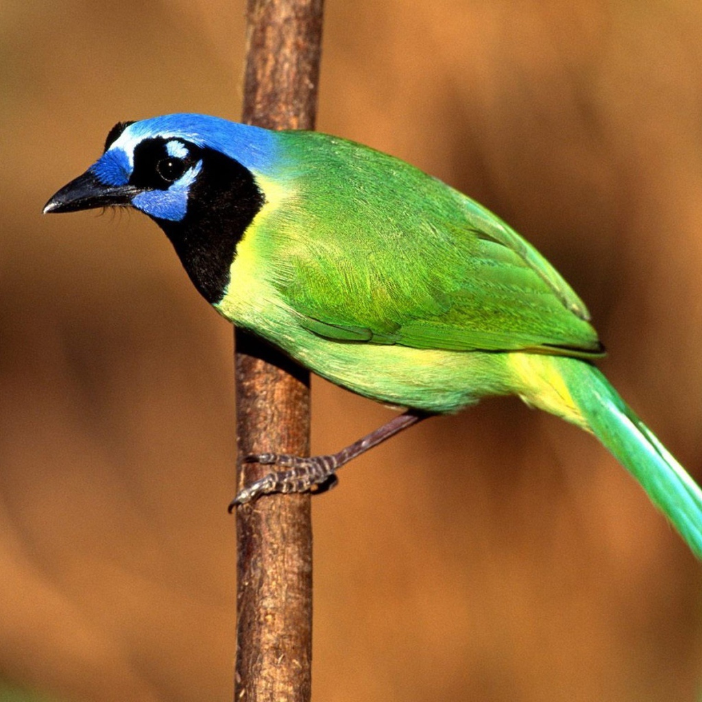 Птица Сойка