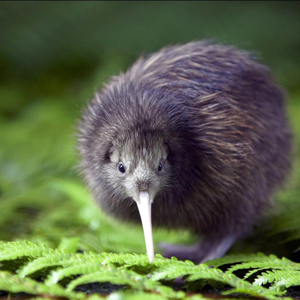 Птенец птицы киви