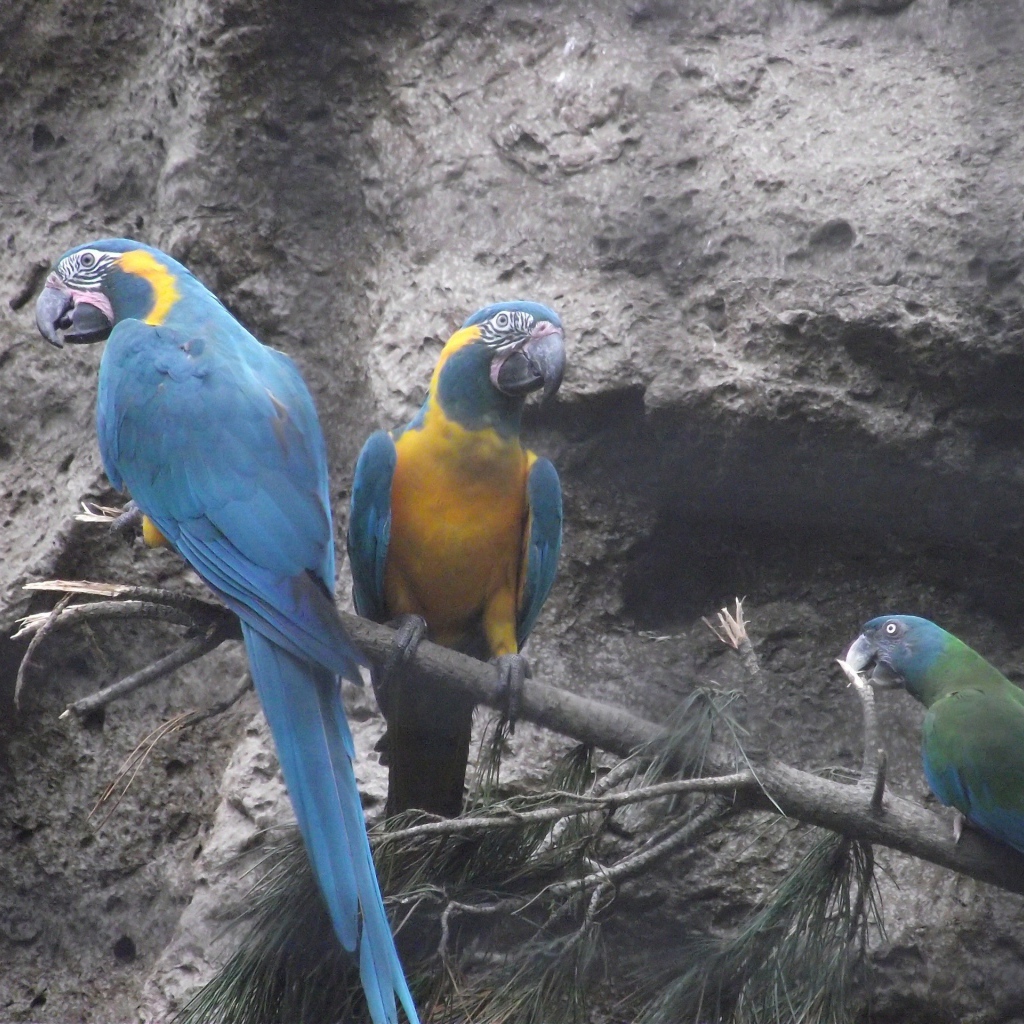 Попугаи сидят на ветке