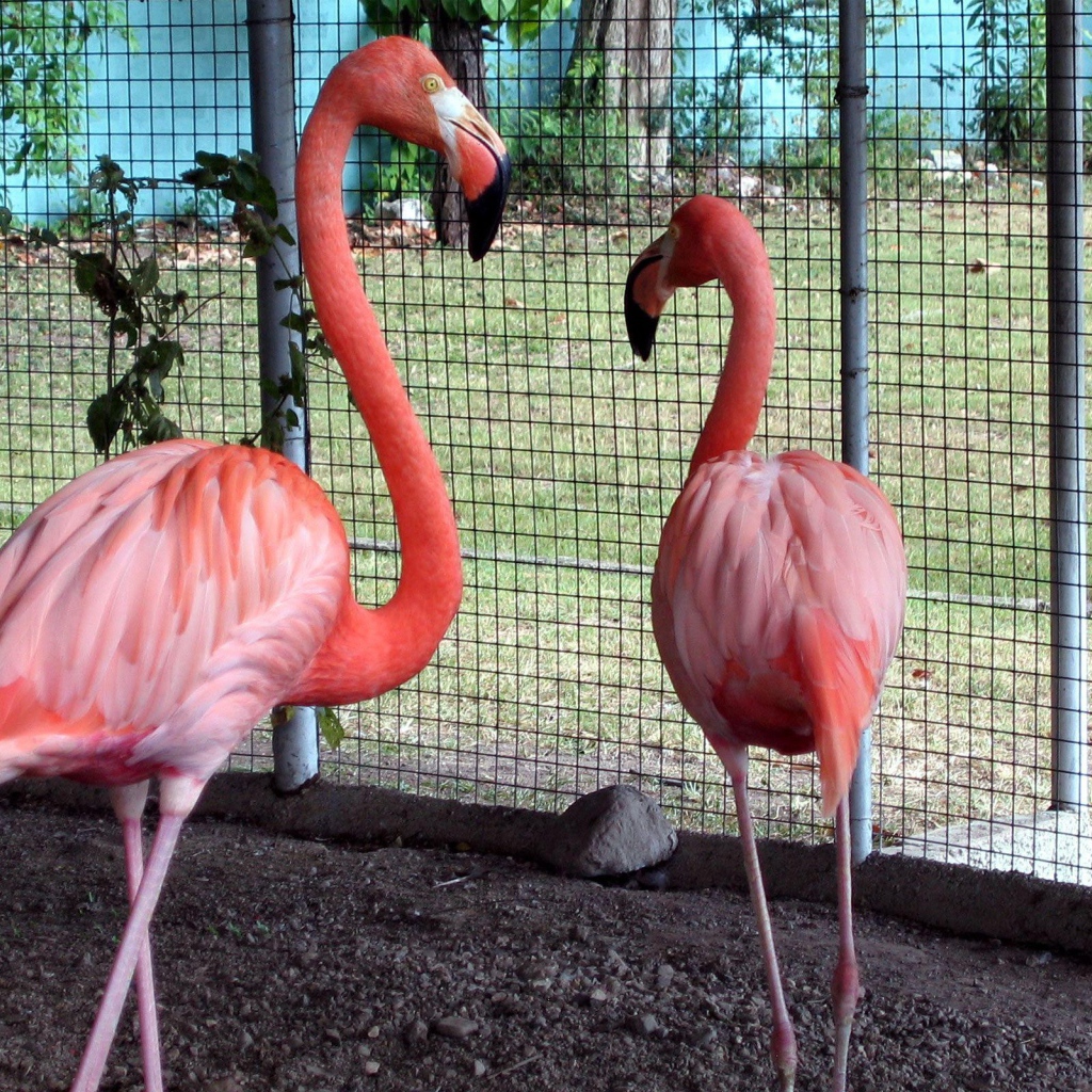Розовые фламинго в зоопарке