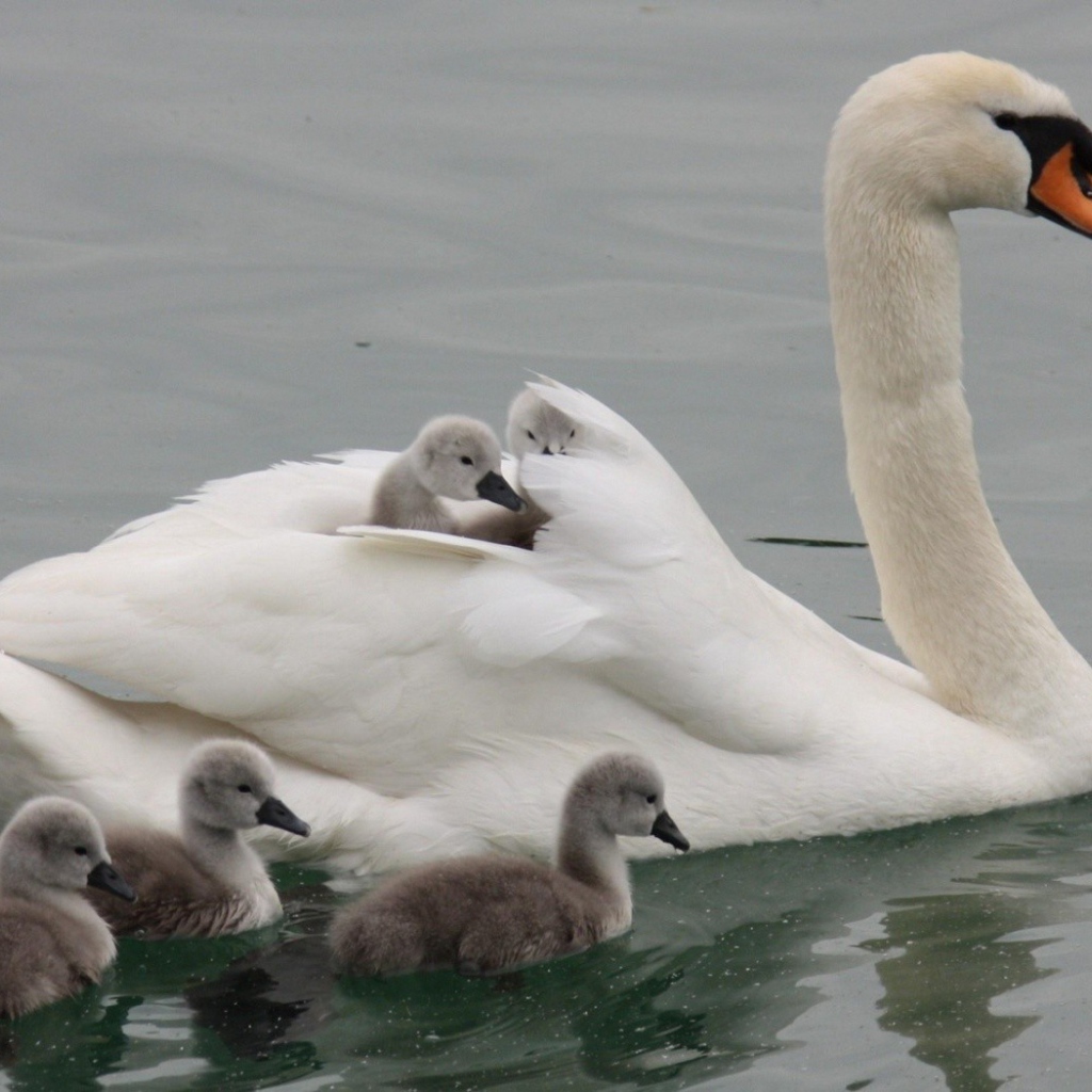 	 Swan with their children