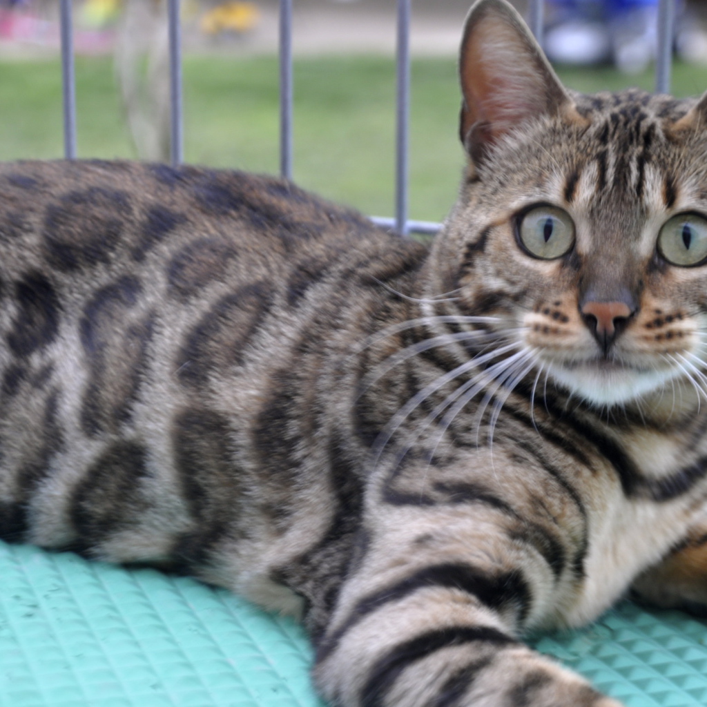 Красивый серебристый бенгальский кот