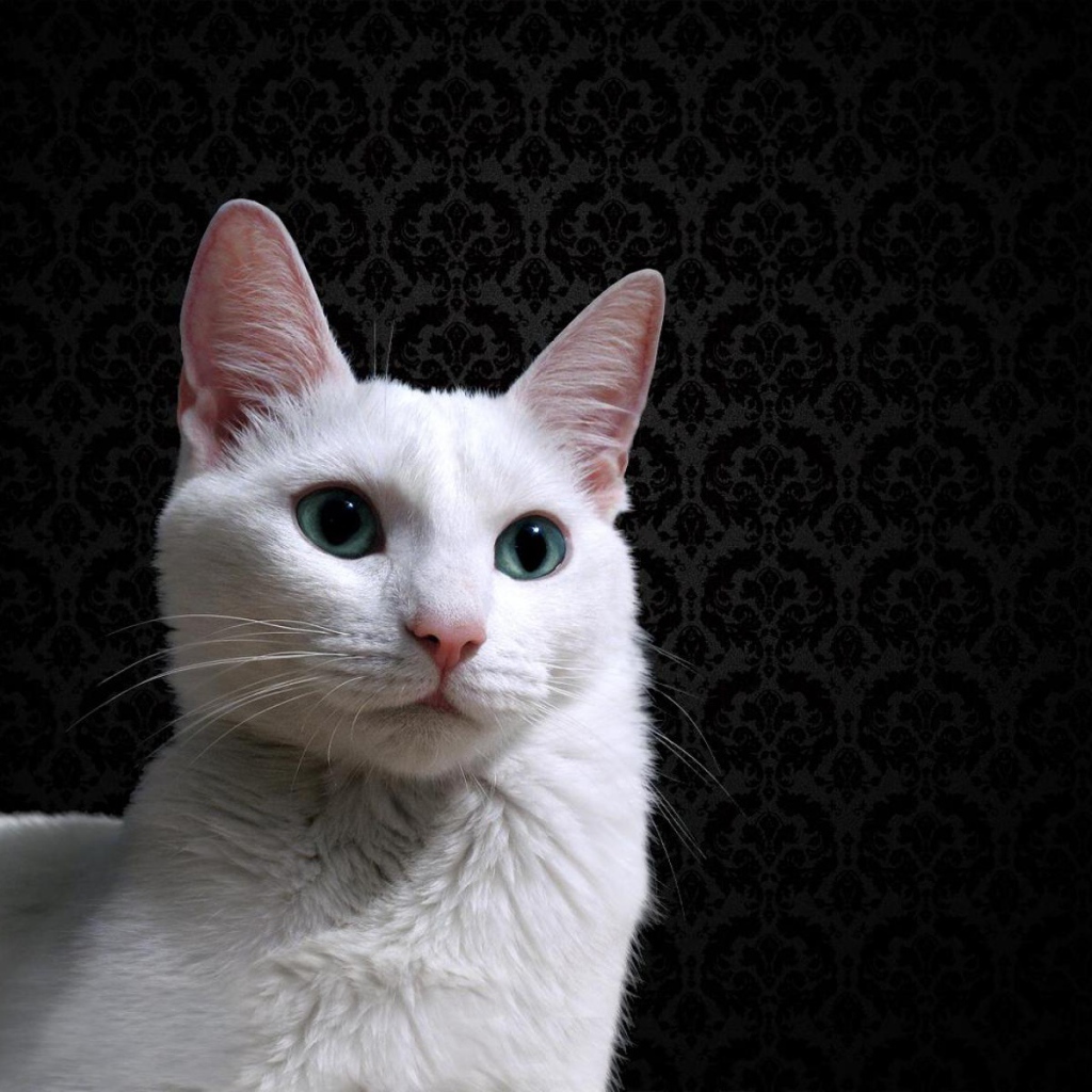 Красивый белый кот на фоне чёрных обоев